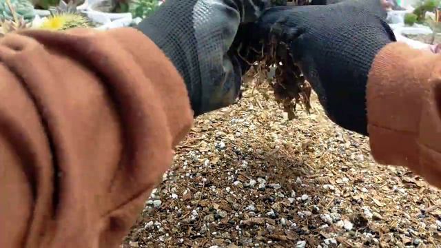 DIY SUCCULENT BED PROJECT #3 | Planting Cactus & Succulents in repurposed Crate 다육식물 多肉植物 Suculenta смотреть онлайн