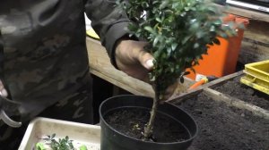 Фигурная обрезка самшита под бонсай,как я с формировал самшит,вечнозелёный кустарник-САМШИТ!