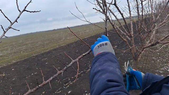 Обрізка абрикоси на врожай. смотреть онлайн