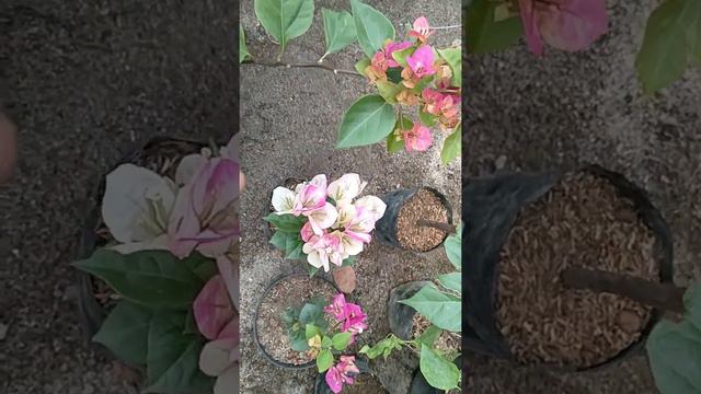 Jangan Bingung Jika Bougenville Citra India Bunganya Berubah ubah смотреть онлайн