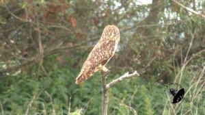 Птицы России 4 с комментариями