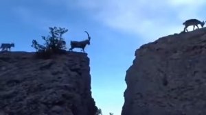 Ахота на дикого козла