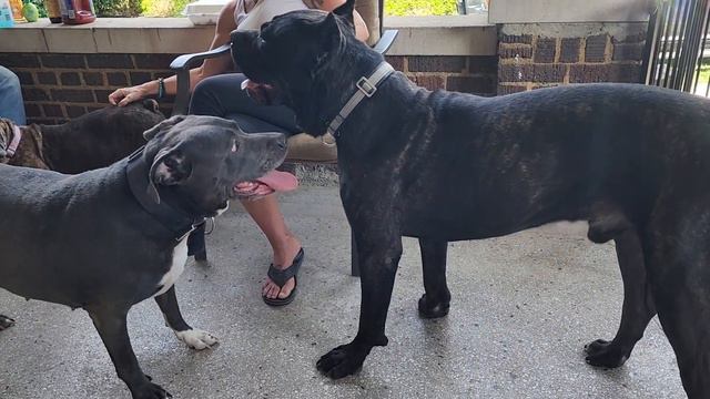 Cane Corso vs Pitbull смотреть онлайн