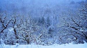 4K. Красивый снегопад в лесу. Успокаивающая музыка со звуками природы и снежной вьюги. Падает снег.