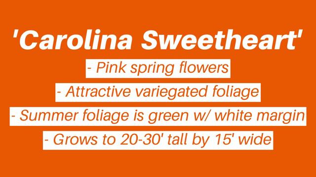 Weekly Update 9-19-20 // Pumpkins Galore, New Shipments & We Planted 4,000 Tulips!