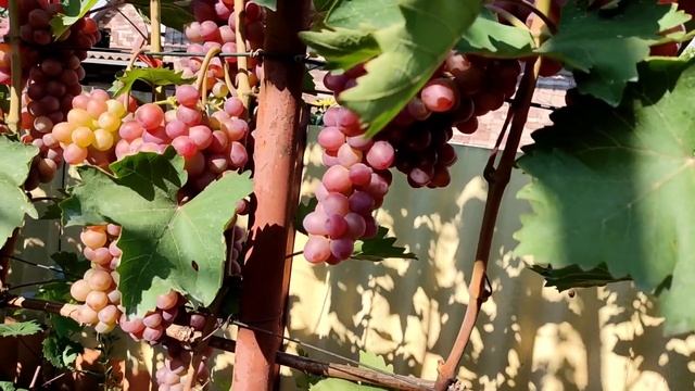 Неукрывной, урожайный, безпроблемный сорт - Изумление. смотреть онлайн