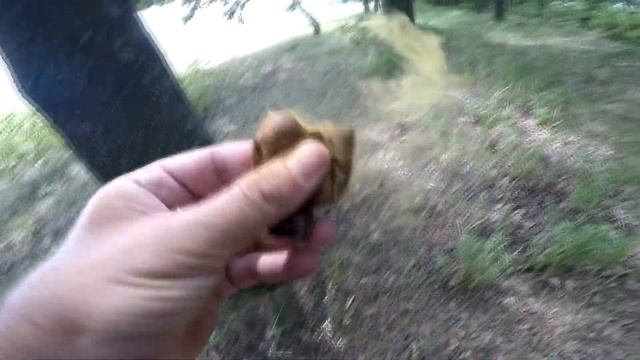 Белый дубовый гриб. Боровик сетчатый (Boletus reticulatus). Июнь 2020. смотреть онлайн