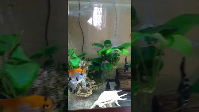 Аквариум без грунта смотреть онлайн