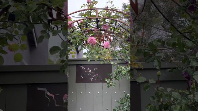 Belinda’s Dream Climbing rose 2nd year смотреть онлайн