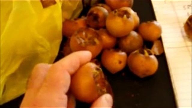 Medlar - Mespilus germanica - azgil, azgeel смотреть онлайн