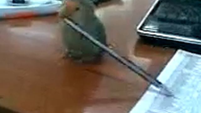 Попугай Флинт Житомир смотреть онлайн