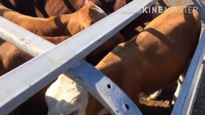 Рынок в прохладном Кабардино-Балкарская Республика