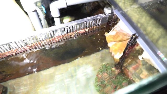 Professional Red Sea Reefer Sump Setup including Manifold, ATO Frag Tank and UV setup смотреть онлайн