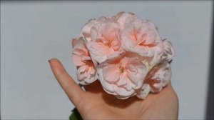 Обзор пеларгонии  PAC Salmon Komtess. Выпуск от 05.08.21