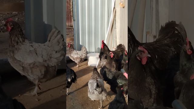 Джерсийский гигант. смотреть онлайн