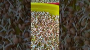 В чем проращивать пшеницу, чечевицу и другие семена на зелень