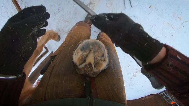 Первая расчистка копыт Лейлы: такого поворота я не ожидал… Все прошло без драк