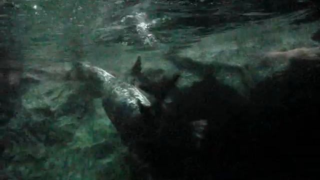 Как плавает нерпа?