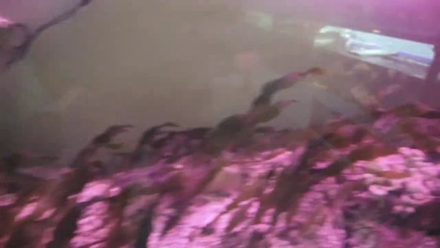 Морские аквариумы ноябрь 2020 смотреть онлайн