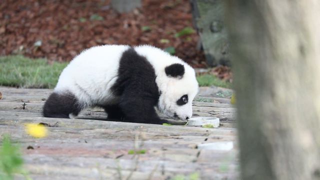 Как выглядит большая панда, которая только научилась ходить смотреть онлайн