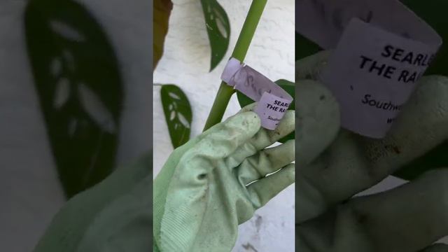 Harvesting My Ginger Plants