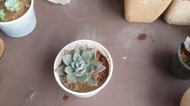 || IS COFFEE GROUNDS GOOD FOR SUCCULENTS || смотреть онлайн