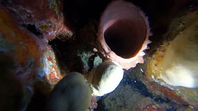 Четвертый день, ночной дайв. Коралл - труба. смотреть онлайн