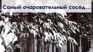 Белочка в зимнем лесу | Сибирь