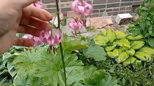 любуемся-мартагоны! смотреть онлайн