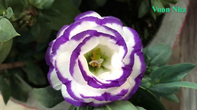 Thử ghép cây thanh long với sen đá | Ghép xương rồng смотреть онлайн