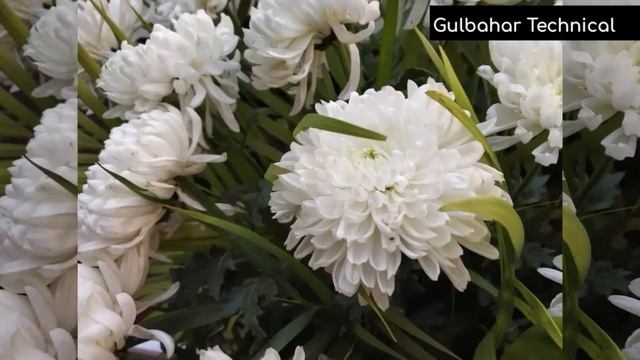 Xiaomi Redmi Note 5 Pro Camera Samples HD смотреть онлайн