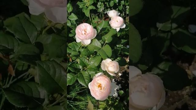 РОЗА ХЕРИТЕЙДЖ (Heritage). смотреть онлайн