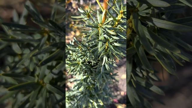 ТИС ЯГОДНЫЙ ”DAVID” ОСЕНЬЮ смотреть онлайн