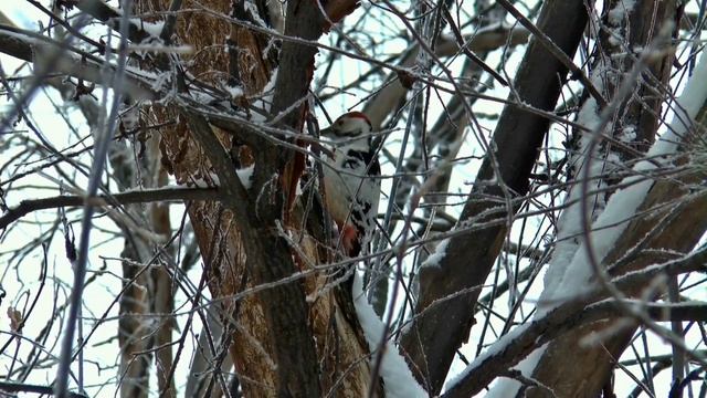 23 ноября день Ераста и Родиона.Народный календарь.Приметы.Обряды. смотреть онлайн