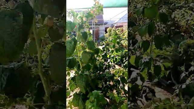 малина Васёна