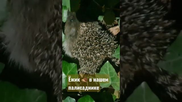 вся семья ёжиков каждый вечер у нас #ёжик #животные #жизнь #польша #gdańsk #животное #планета смотреть онлайн