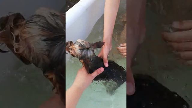 Купание Йорка в ванне на даче смотреть онлайн