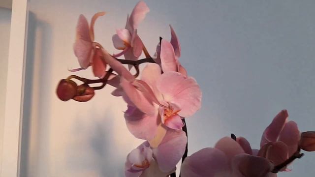 Орхидея Фаленопсис "Рим" 🌺🌺🌺 Phalaenopsis Orchid Rome смотреть онлайн
