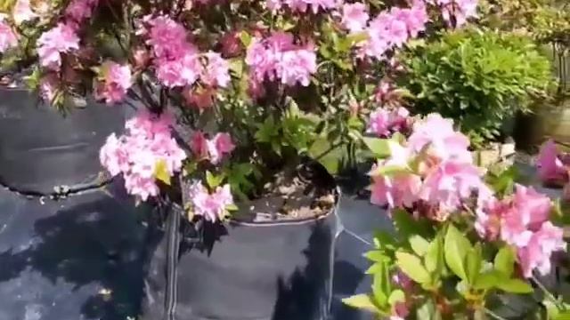 rhododendron grow in pp grow bags ~ 😊 смотреть онлайн