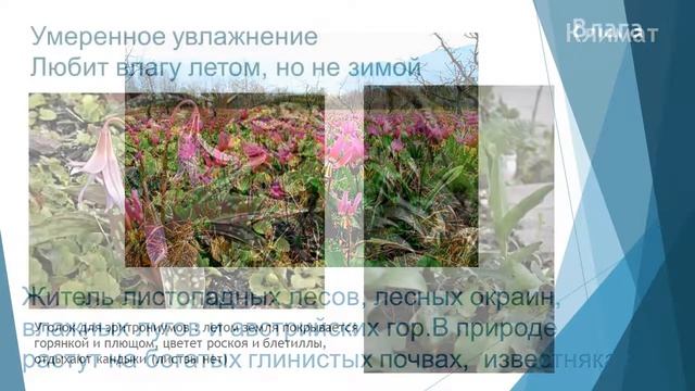 Кандык (Эритрониум) смотреть онлайн