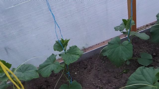 Дела огородные: органическое удобрение из сорняков, как приготовить и использовать ??? смотреть онлайн