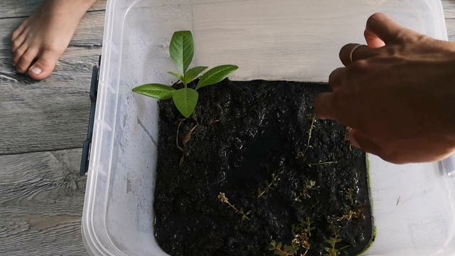 ТЕПЛИЦА ДЛЯ АКВАРИУМНЫХ РАСТЕНИЙ НА ОКНЕ. ТРИ НЕДЕЛИ СПУСТЯ. смотреть онлайн