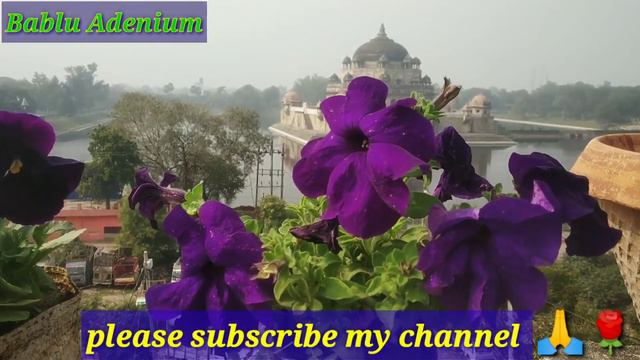 Sher Shah Suri Bablu adenium#plants #garden #adenium смотреть онлайн