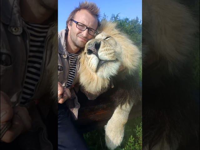 Лев любит когда чешут шейку. Lion loves neck scratches смотреть онлайн