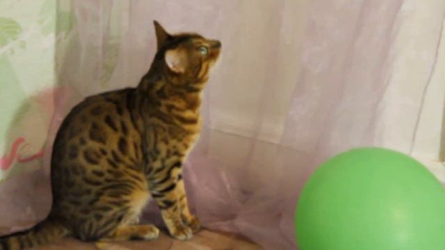 вЕчеР с котОм #котБенгал смотреть онлайн