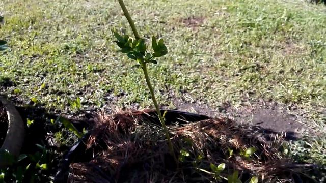 Голубика без рекламы. Май 2019 — 2. Цветение. смотреть онлайн
