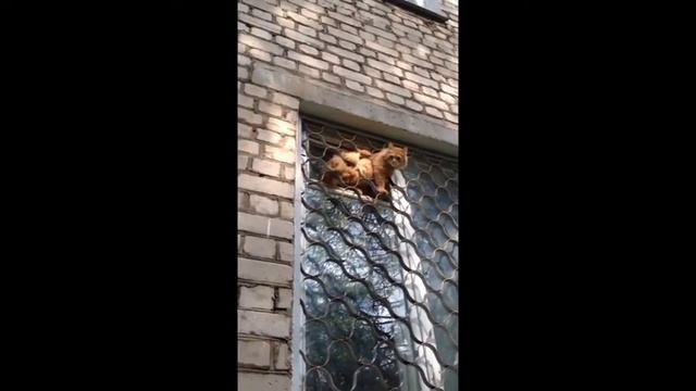 Кажется кто то много ест! смотреть онлайн