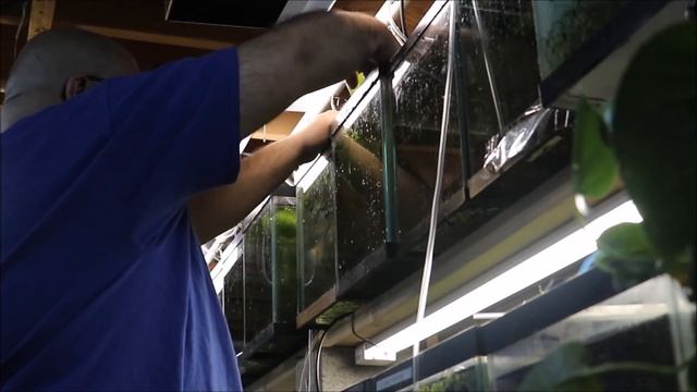 A Day in the fish Room Lot's of Maintenance Required How to Clean a Sponge Filter смотреть онлайн