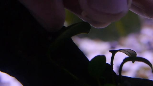 How I Bred Corydoras At Home (Trilineatus / False Julii) смотреть онлайн