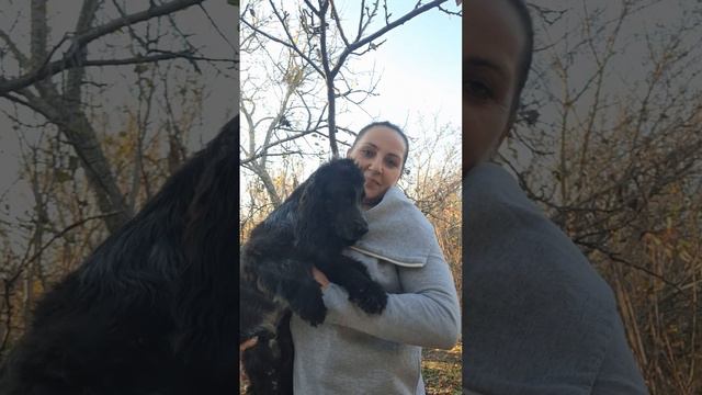 Английский кокер спаниель, продажа,не дорого.Симферополь, Крым.+79787402855,+79786283326.Доставка смотреть онлайн